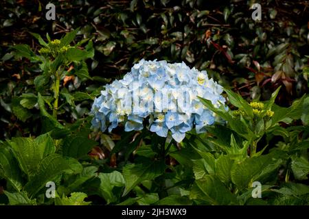 Fleur bleue connue sous le nom de Hortensia, Penny Mac ou Bigleaf, French, Lacecap ou Mophhead Hydrangea, (Hydrangea macrophylla) dans un jardin le jour d'un Nuageux Banque D'Images