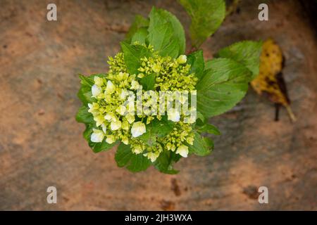 Petites fleurs blanches connues sous le nom de Hortensia, Penny Mac ou Bigleaf, French, Lacecap ou Mophhead Hydrangea, (Hydrangea macrophylla) dans un jardin Banque D'Images