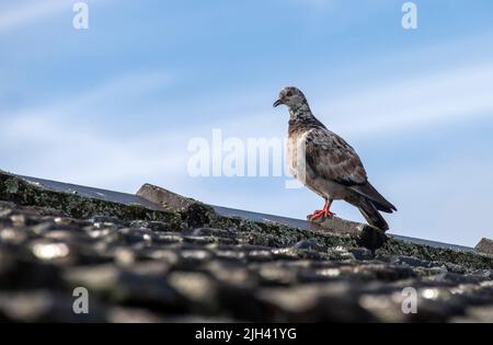 A Rock Pigeon (Columba livia) sur un rocher à Sydney, Nouvelle-Galles du Sud, Australie (photo de Tara Chand Malhotra) Banque D'Images