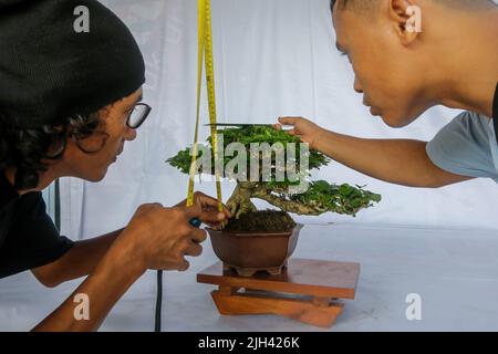 Concours et exposition Bonsai à Bogor City, en Indonésie. L'Indonésie est dans les trois premiers pays avec les communautés bonsaïes les plus importantes et de meilleure qualité Banque D'Images