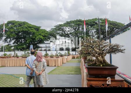 Concours et exposition Bonsai à Bogor City, en Indonésie. L'Indonésie est dans les trois premiers pays avec les communautés bonsaïes les plus importantes et de meilleure qualité Banque D'Images