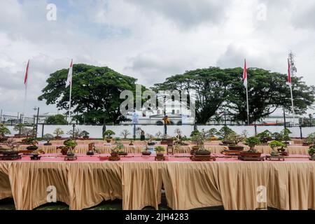 Concours et exposition Bonsai à Bogor City, en Indonésie. L'Indonésie est dans les trois premiers pays avec les communautés bonsaïes les plus importantes et de meilleure qualité Banque D'Images