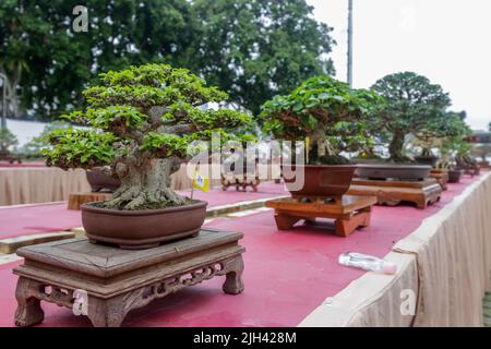 Concours et exposition Bonsai à Bogor City, en Indonésie. L'Indonésie est dans les trois premiers pays avec les communautés bonsaïes les plus importantes et de meilleure qualité Banque D'Images