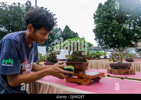 Concours et exposition Bonsai à Bogor City, en Indonésie. L'Indonésie est dans les trois premiers pays avec les communautés bonsaïes les plus importantes et de meilleure qualité Banque D'Images