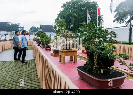 Concours et exposition Bonsai à Bogor City, en Indonésie. L'Indonésie est dans les trois premiers pays avec les communautés bonsaïes les plus importantes et de meilleure qualité Banque D'Images