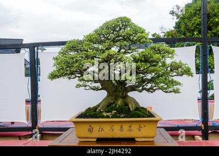 Concours et exposition Bonsai à Bogor City, en Indonésie. L'Indonésie est dans les trois premiers pays avec les communautés bonsaïes les plus importantes et de meilleure qualité Banque D'Images