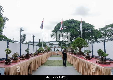 Concours et exposition Bonsai à Bogor City, en Indonésie. L'Indonésie est dans les trois premiers pays avec les communautés bonsaïes les plus importantes et de meilleure qualité Banque D'Images