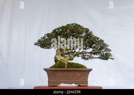 Concours et exposition Bonsai à Bogor City, en Indonésie. L'Indonésie est dans les trois premiers pays avec les communautés bonsaïes les plus importantes et de meilleure qualité Banque D'Images