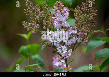 Des lilas pourpres doux fleurissent sur une brousse, lors d'une chaude journée de printemps au Michigan aux États-Unis Banque D'Images