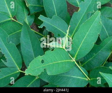 feuilles de plantes vertes avec trous, mangées ou endommagées par des insectes ou des ravageurs Banque D'Images