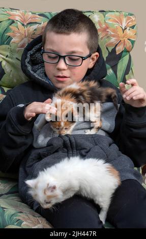 Le jeune garçon est assis sur une chaise et joue avec 2 nouveaux chatons Banque D'Images