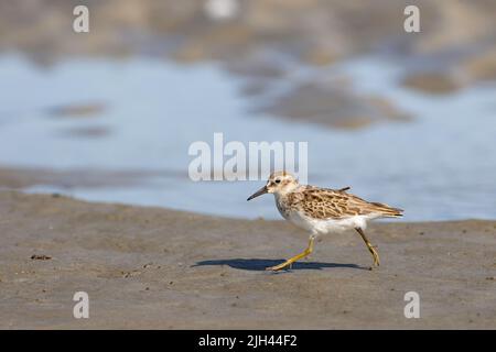 Sanderling dans des appartements de sable - Calidris alba Banque D'Images