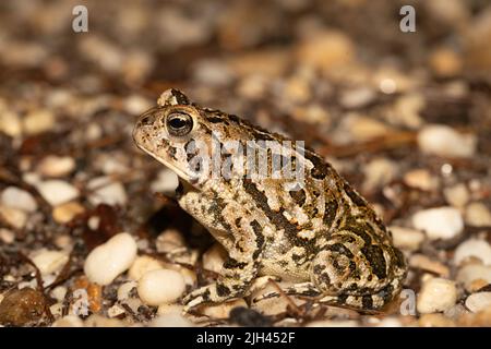Fowler's Toad du NJ Pine Barrens - Anaxyrus fowleri Banque D'Images