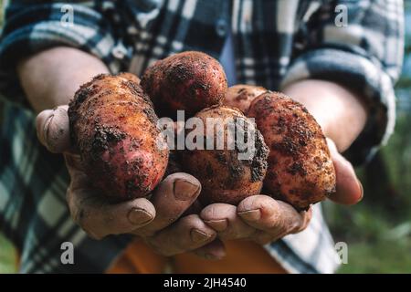 Les pommes de terre fraîches récoltent les mains de très vieille femme. Banque D'Images