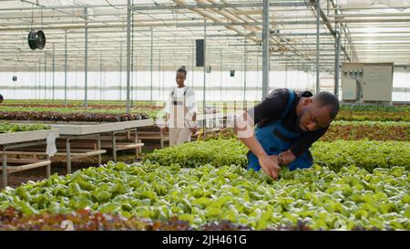 Sélectionneur de laitue afro-américaine qui contrôle la qualité des plantes vertes en serre inspectant les semis. Travailleur agricole dans l'environnement hydroponique faisant le contrôle des dommages dans la bio-ferme avec des cultures biologiques. Banque D'Images