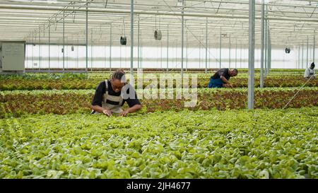 Travailleur agricole cultivant de la laitue biologique pour vérifier la présence de parasites dans l'environnement hydroponique regardant les feuilles vertes en serre. Femme afro-américaine inspectant des usines qui font le contrôle de la qualité. Banque D'Images