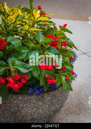 Jardinière avec fleurs et plantes. Grand pot de fleurs dans la cour de la ville. Patio extérieur éléments de décoration. Décoration de rue. Plantes et parterre à fleurs dans le c Banque D'Images