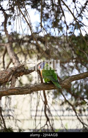 Lorikeet arc-en-ciel, trichoglossus haematodus, regardant par-dessus son épaule gauche tout en perchée sur une branche d'arbre Banque D'Images