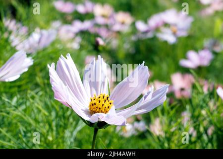 COSMOS en fleur au jardin de Perch Hill en juillet dans l'est du Sussex, au Royaume-Uni Banque D'Images