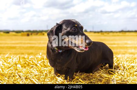Un Dachshund miniature à poil doux appréciant de se reposer au soleil sur un hancher de foin, dans un champ de fermier. Banque D'Images