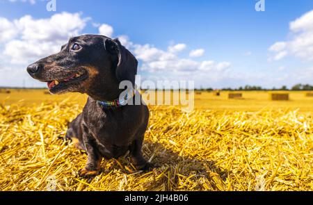 Un Dachshund miniature à poil doux appréciant de se reposer au soleil sur un hancher de foin, dans un champ de fermier. Banque D'Images