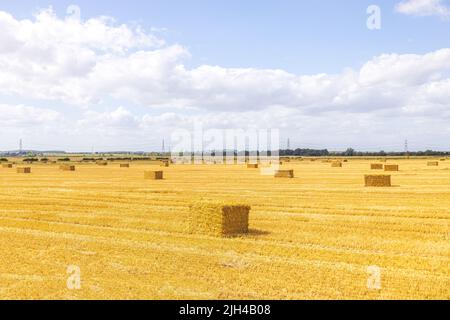 Un grand bail de foin qui a été récolté dans un champ d'agriculteur, au Royaume-Uni. Le foin utilisé pour nourrir les animaux ou pour la production alimentaire. Banque D'Images