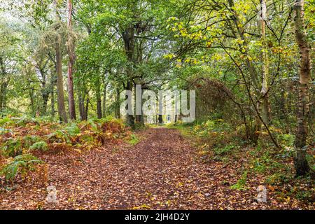 Une belle vue le long d'un chemin ou d'une route dans une forêt dense, au coeur de l'Angleterre, au Royaume-Uni.La forêt magnifiquement préservée et bien entretenu. Banque D'Images