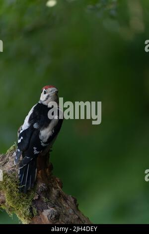 Grand pic tacheté (Dendrocopos Major), perché sur un arbre mousselé dans une forêt, Royaume-Uni Banque D'Images