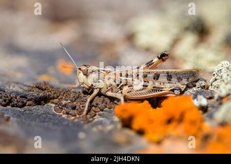 Callipamus barbarus est un insecte du genre Callipamus, de la famille des sauterelles Banque D'Images