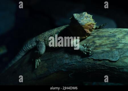 Lézard dragon barbu reposant sur une branche en bois dans un cadre atmosphérique sombre Banque D'Images