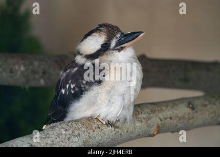 Riant kookaburra perché sur un rebord en béton avec des marques distinctives et une coloration Banque D'Images