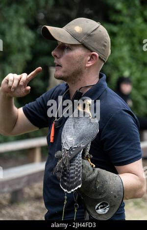 Fauconne avec faucon pèlerin lors d'une démonstration d'oiseau de proie dans le Dorset Banque D'Images