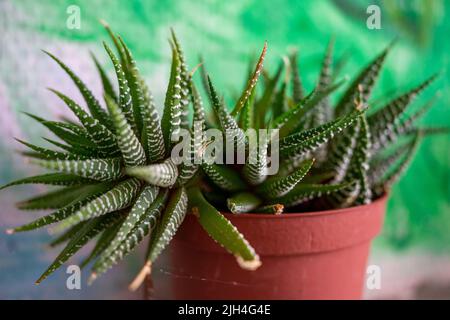 Haworthia Zebra dans un pot sur un fond de mur flou. Mise au point douce. Banque D'Images