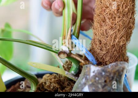 Racine de la pépinière de Monstera Borsigiana Albo Variegated avant de couper pour la plante Banque D'Images