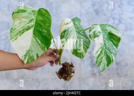 Racine de la pépinière de Monstera Borsigiana Albo Variegated avant de couper pour la plante Banque D'Images