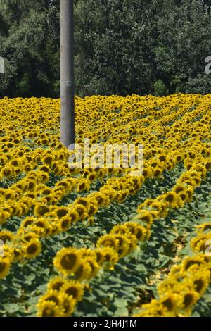 Champ de tournesol avec poteau et arbres en arrière-plan en format vertical Banque D'Images