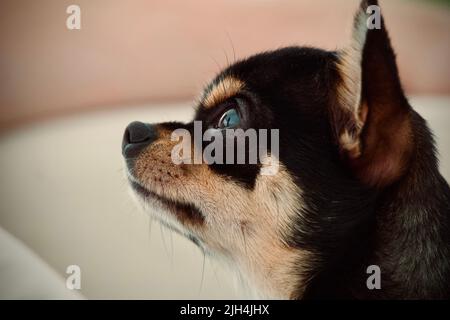 Mignon petit chien Chihuahua à Monaco Banque D'Images