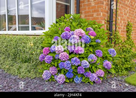 Fleurs bleues et mauves sur un arbuste d'Hydrangea Banque D'Images