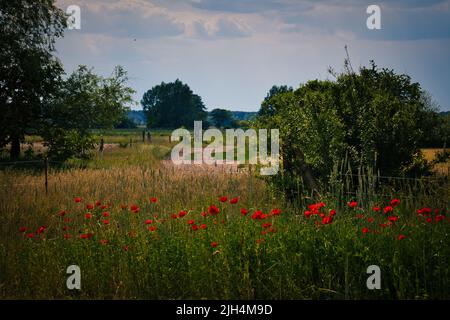 Des coquelicots au bord d'un champ de maïs récolté. Fleurs rouges, arbres et herbe. Chemin de pied entre les champs. Paysage tiré de la nature du Brandebourg Banque D'Images