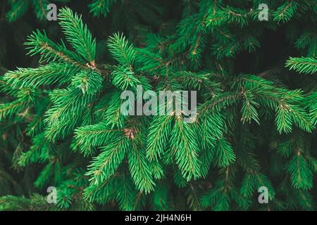 Branches d'un sapin. Arbre de Noël. Bordure festive de Noël de branche verte de pin. Fond de sapin, toile de fond de conifères Banque D'Images