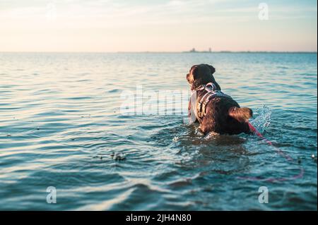 Chien debout dans l'océan. Photo de haute qualité Banque D'Images