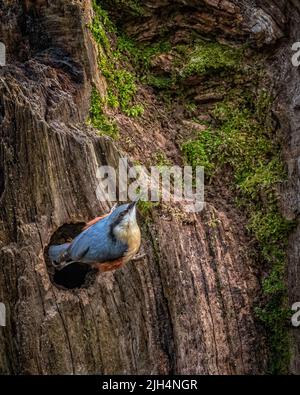 Un nuthatch émergeant de son emplacement de nid, trou dans un vieux arbre qu'il bloque partiellement avec de la boue pour la protection Banque D'Images