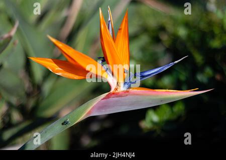 Strelitzia reginae « oiseau de paradis » Banque D'Images