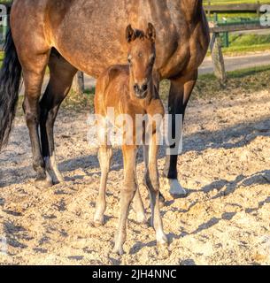 Une semaine de foal brun foncé se tient dehors au soleil avec sa mère. mare avec le halter rouge. WarmBlood, cheval de dressage KWPN. Thèmes animaux, nouveau-né. Banque D'Images