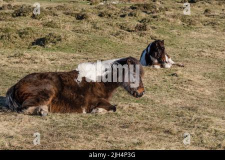 Une jument de poney de Bodmin et son poulain sur Craddock Moor sur Bodmin Moor dans Cornwall Royaume-Uni. Banque D'Images