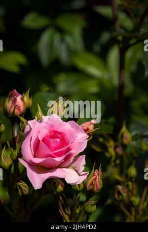 Rose Rosa Happy Retirement. Tantoras. Un floribunda bushy rose avec des grappes de fleurs légèrement parfumées de rose pâle poussant dans un jardin à Newquay en maïs Banque D'Images