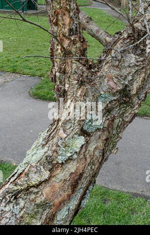 L'écorce distinctive du bouleau noir Betula lenta dans les jardins de Trenance à Newquay, en Cornouailles, au Royaume-Uni. Banque D'Images