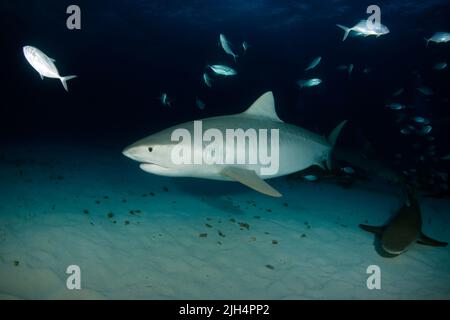 Requin tigre (Galeocerdo cuvier) sur fond sablonnel à Dusk, avec requin citron. Tiger Beach, Bahamas Banque D'Images