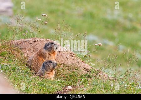 Marmotte alpine (Marmota marmota), deux marmottes alpines avec vue sur leur terreau, vue latérale, Autriche, Carinthie, parc national Hohe Tauern Banque D'Images