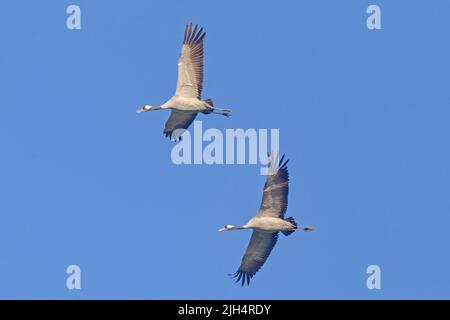 Grue commune, grue eurasienne (Grus grus), deux grues volant ensemble dans le ciel bleu, Allemagne, Mecklembourg-Poméranie occidentale Banque D'Images